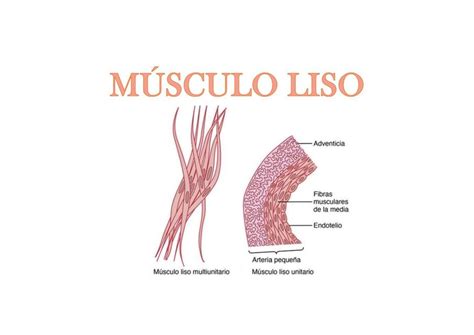 músculo liso-1